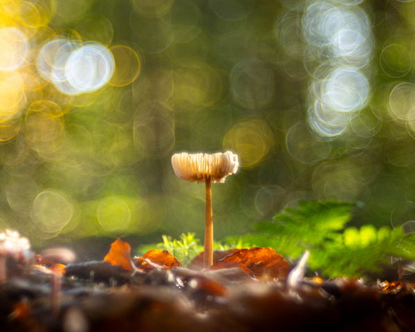 Foto van Nando Harmsen